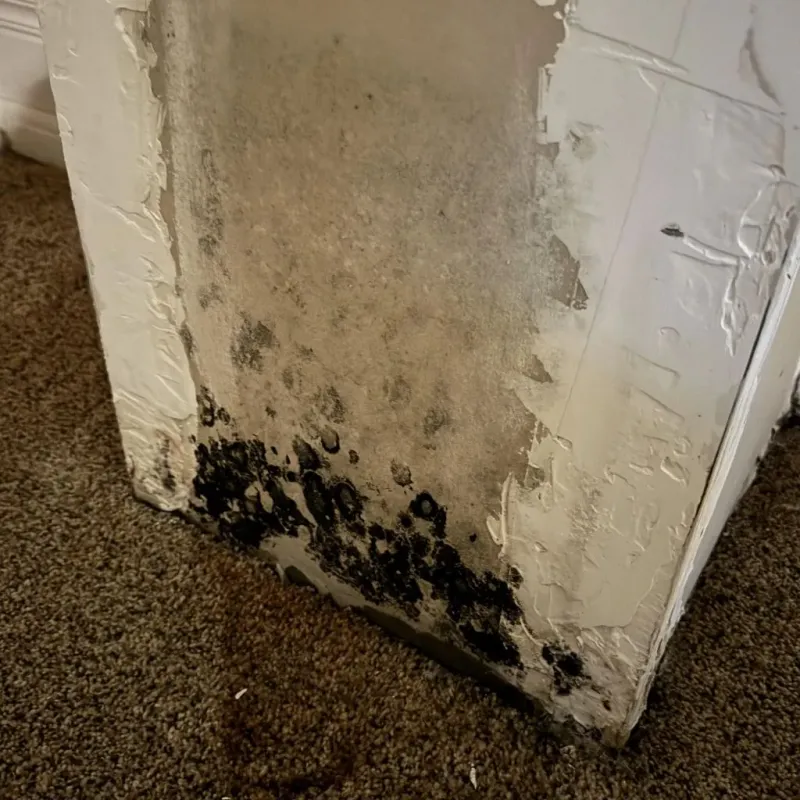 Professional Mold Removal in Kenwood, OK